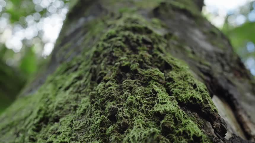 Moss covers tree trunk