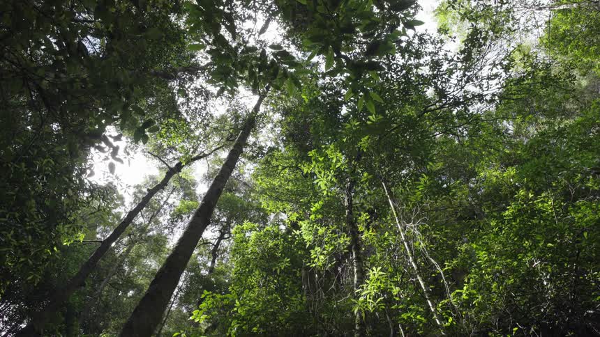 A view of trees in a forest during spring is displayed