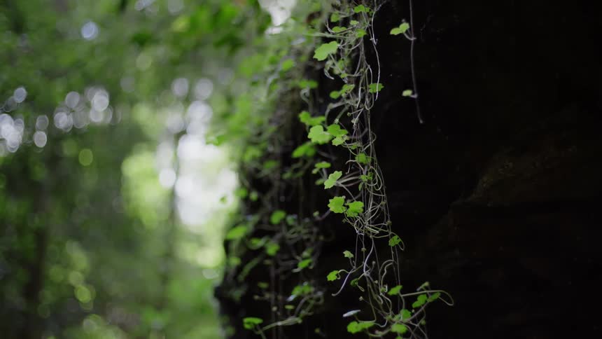 A small plant dangles downward from the trunk of a tree in a forest