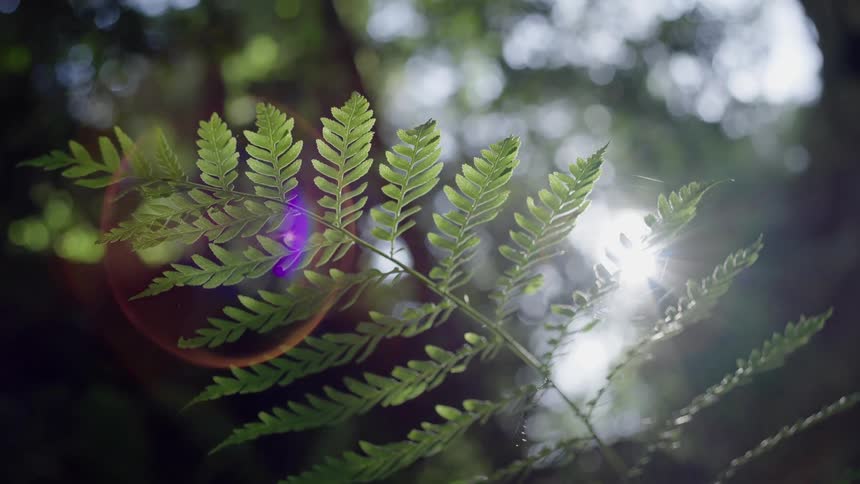 Close up view of a leaf in the wilderness is displayed