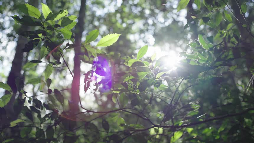 Sunlight shines through the foliage of a forest during the day