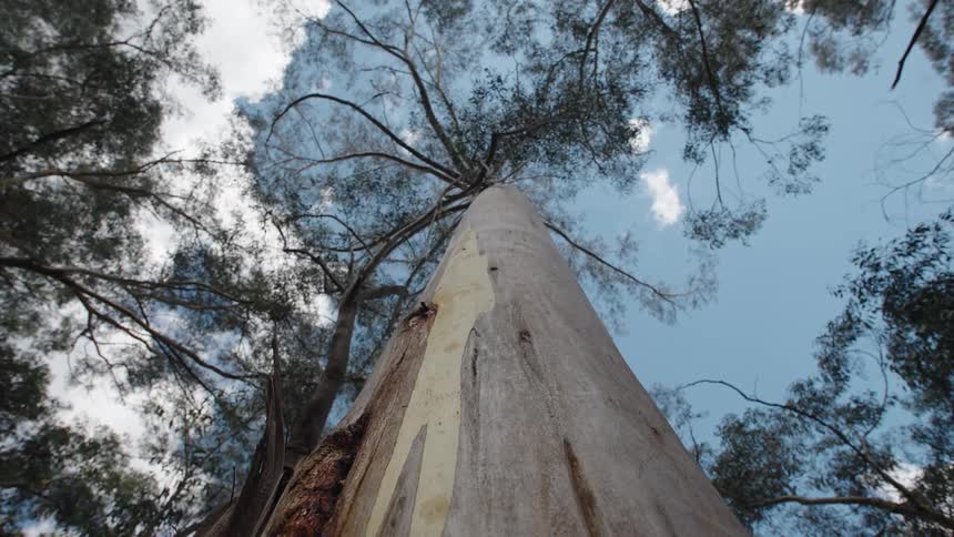 The trunk of a tall tree in a woodland during the day