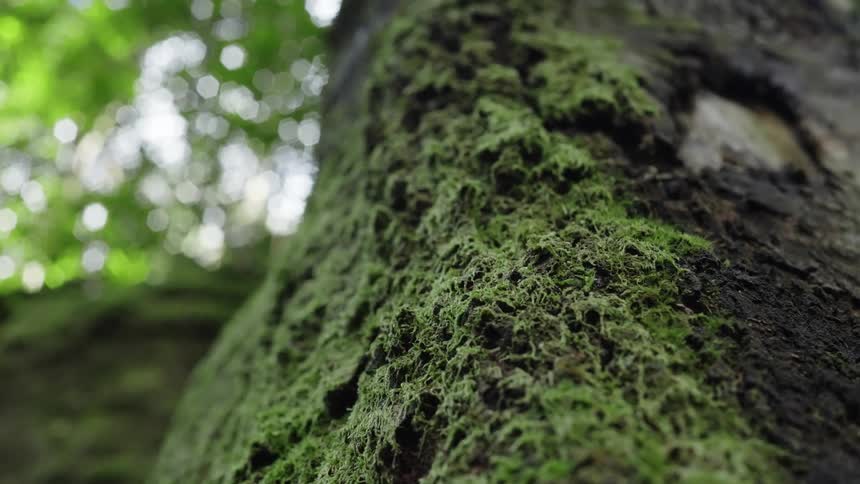 A thick layer of moss grows on the outside of a tree