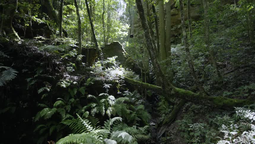 The forest is full of green
