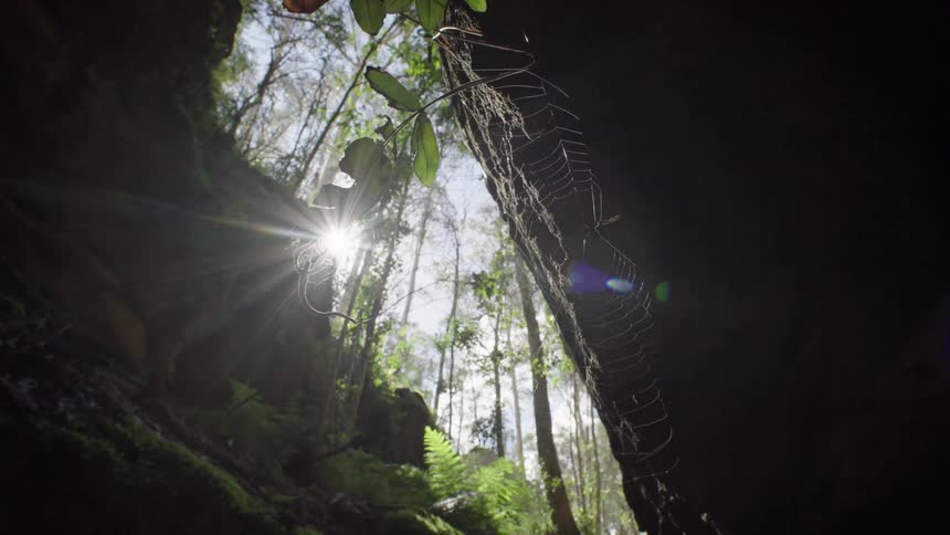 The sun shines through tall trees seen from cave with spider web