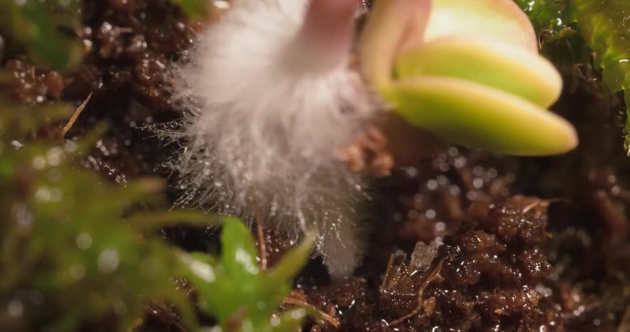 The plant is sprouting in the soil