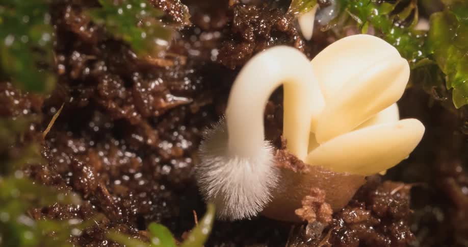 Fungus grows on a mushroom close to the ground