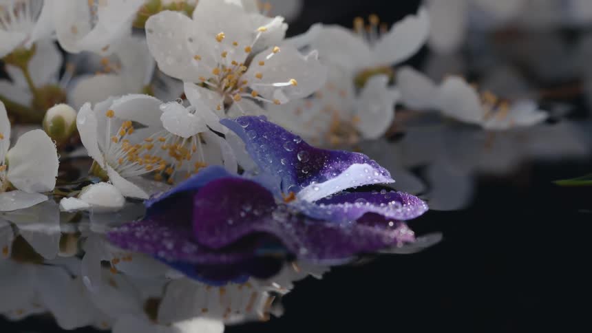 Single purple flower floats on black reflective water with several white flowers