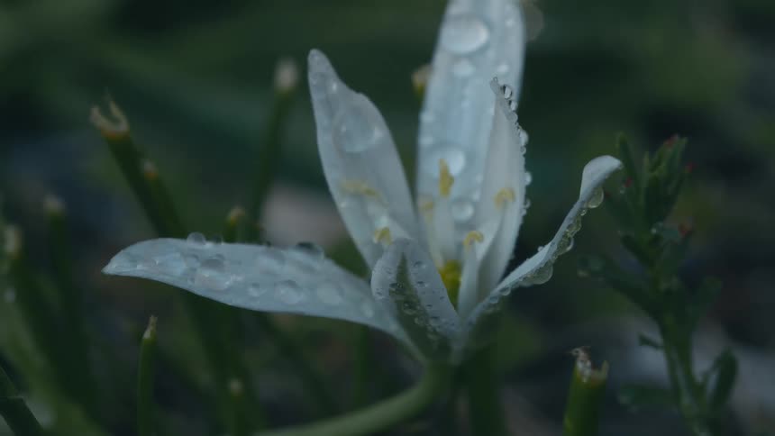 Dew on a blooming white flower