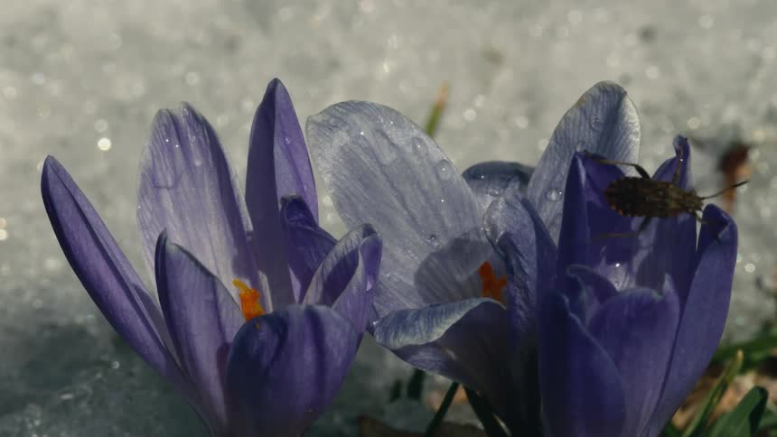 An insect crawls through the petals of a blue flower poking out of the snow