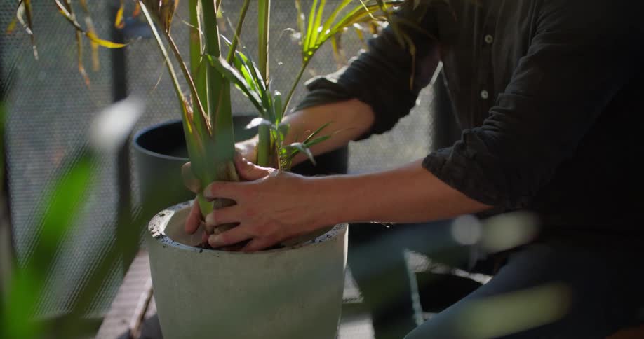 A man puts a plant in a pot as he plants it