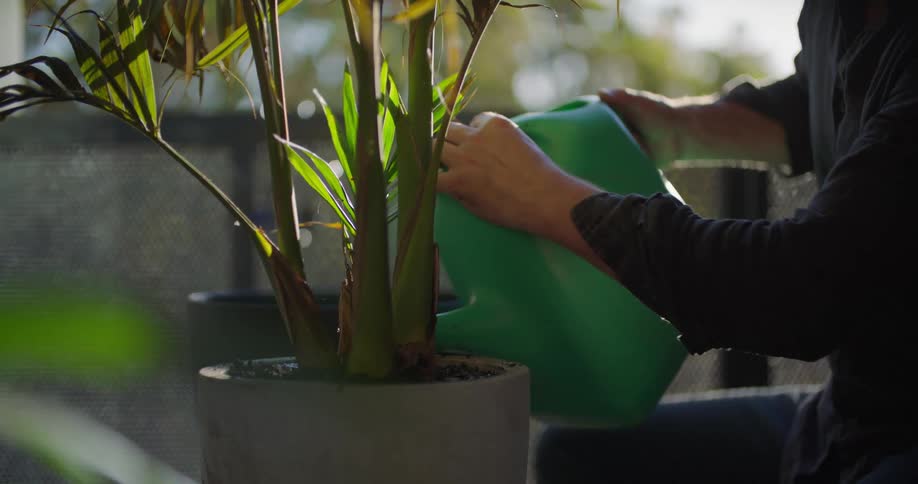 A person is watering their plant