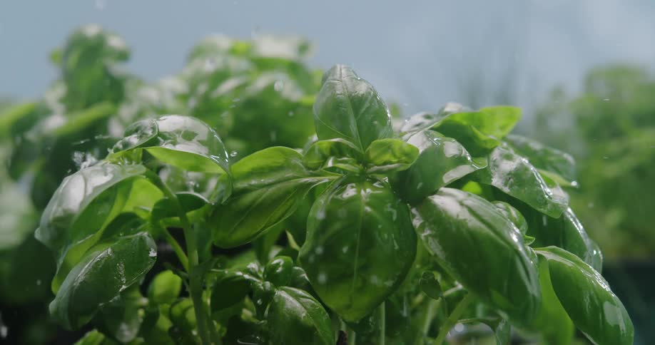 A leafy green plants leafs are pelted by drops of falling water