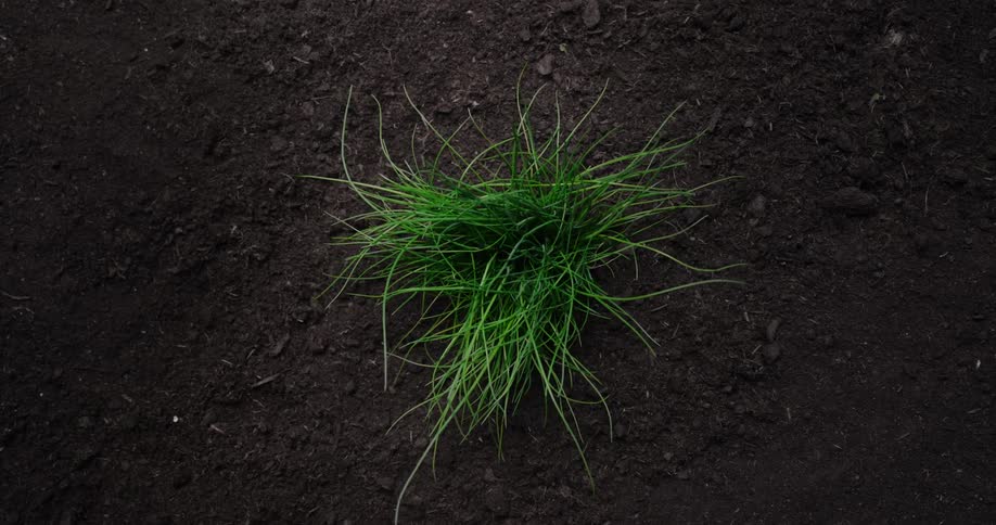A time lapse of a plant growing out of the soil