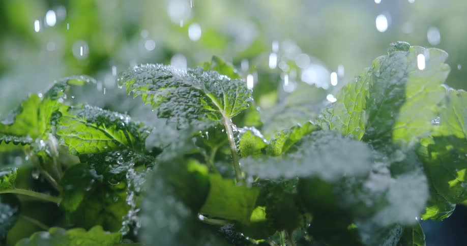 The sun shines brightly upon plants moving in the breeze as raindrops shine in the light falling from the sky