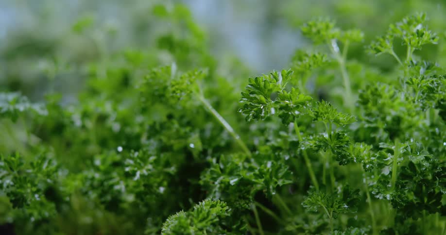 The sun shines brightly upon raindrops falling on plants that are moving in the breeze