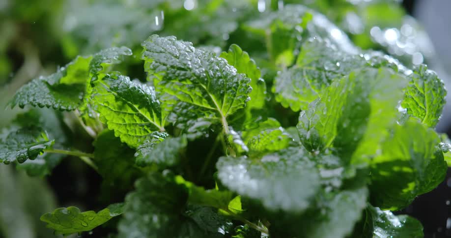 Heavy rainfall falls onto a plant