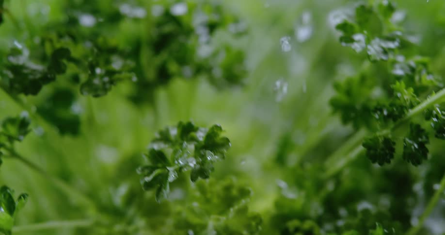 Rain droplets are falling on the plants outdoors