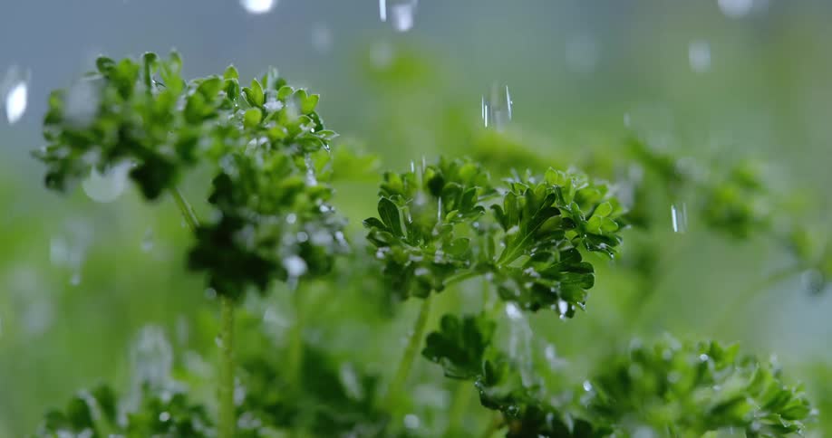 Water droplets fall onto an herb plant
