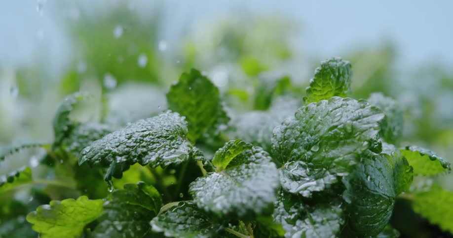 Water sprays on the plant
