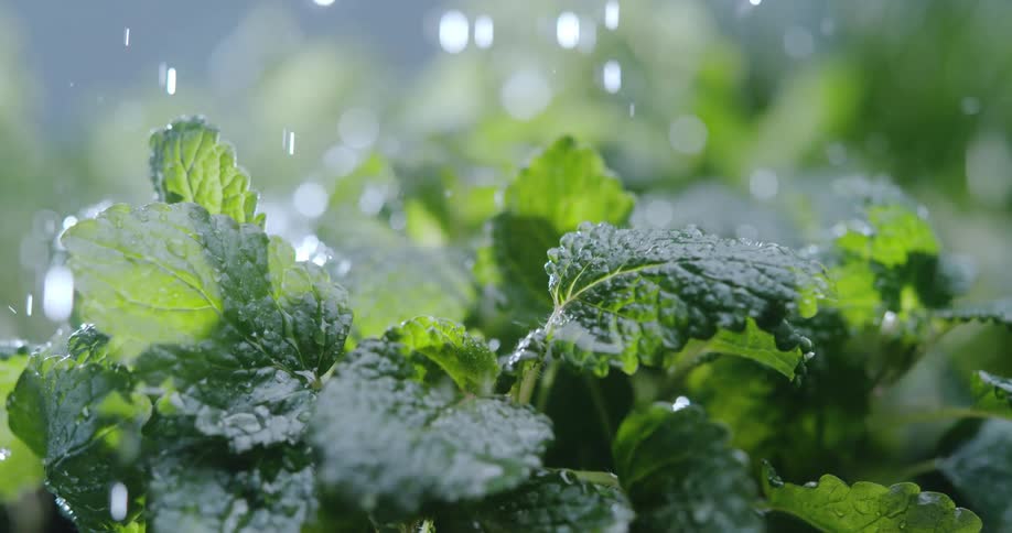 Water splashes on the plants