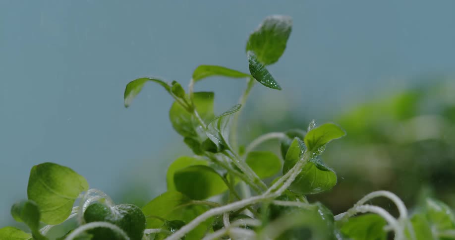 Water droplets fall onto an herb plant