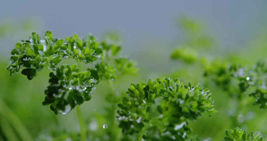 An herb plant is watered outdoors