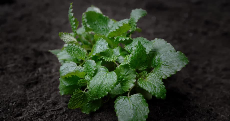 Time lapse of a plant growing out of the soil