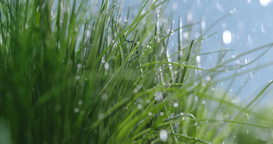 The sun shines brightly upon grass as raindrops fall and droplets cling to the blades of grass