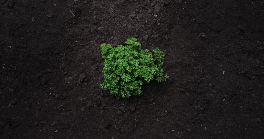 View from above of a plant growing out of a hole in the soil