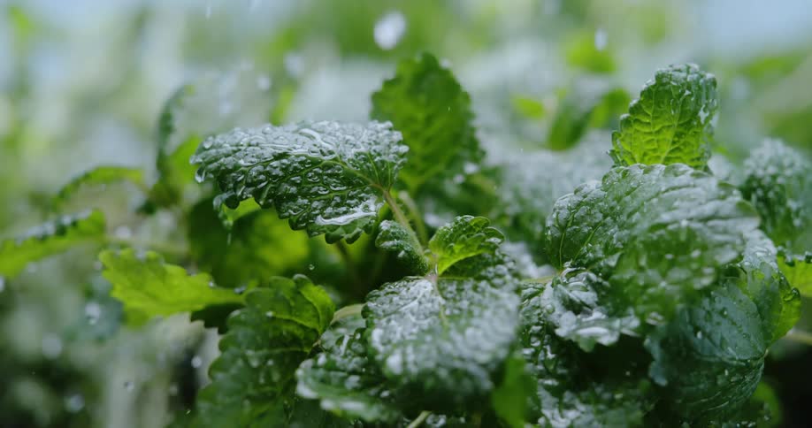 Droplets of water fall on leaves on a plant