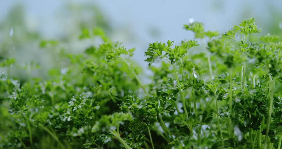 The sun shines brightly upon raindrops falling on plants that are moving in the breeze