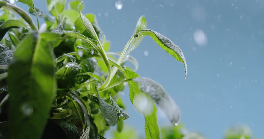 The sun shines on plants as rain falls and water droplets cling to the leaves