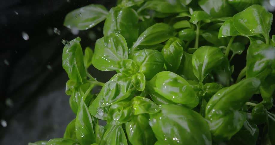 Droplets of rain falling on a basil plant