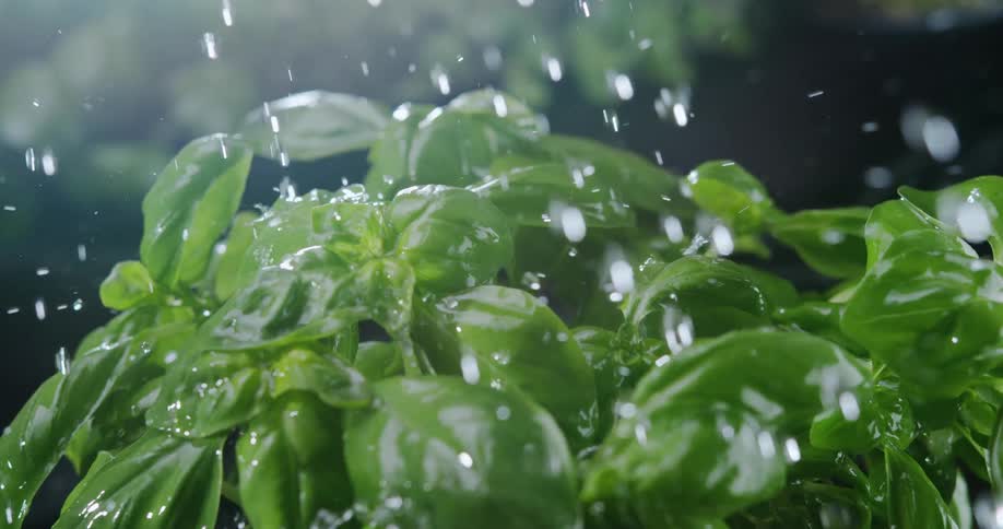 Raindrops falling on plant leaves