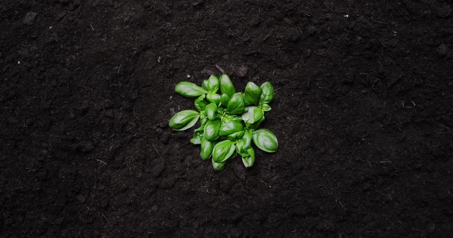 Time lapse view of plants blossoming in spring is displayed