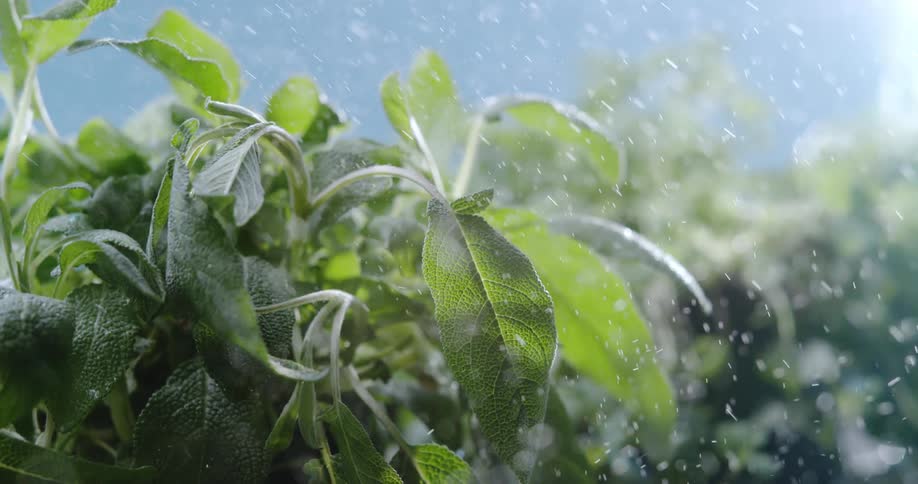 Snow is falling on clumps of plants