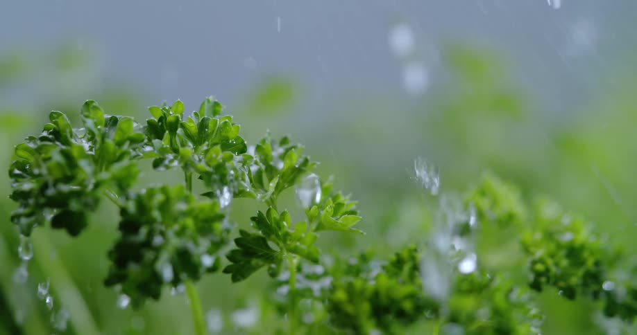 The sun shines on plants as rain falls and water droplets bounce off the leaves