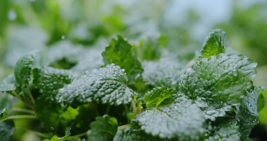 An herb plant is watered outdoors