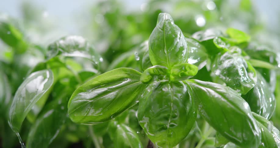 Droplets of water falling on plant leaves