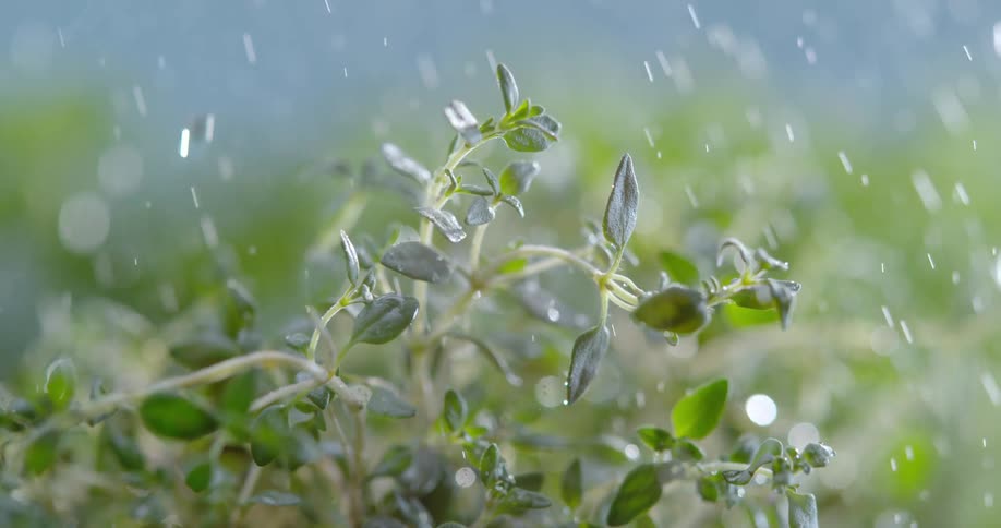 The sun shines brightly upon raindrops falling on plants that are moving in the breeze
