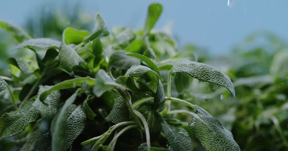 Water is poured on a basil plant