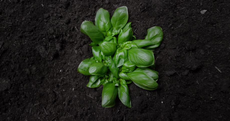 The plant grows from the soil