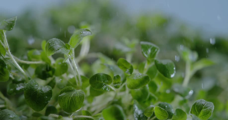 Water sprays on the plant
