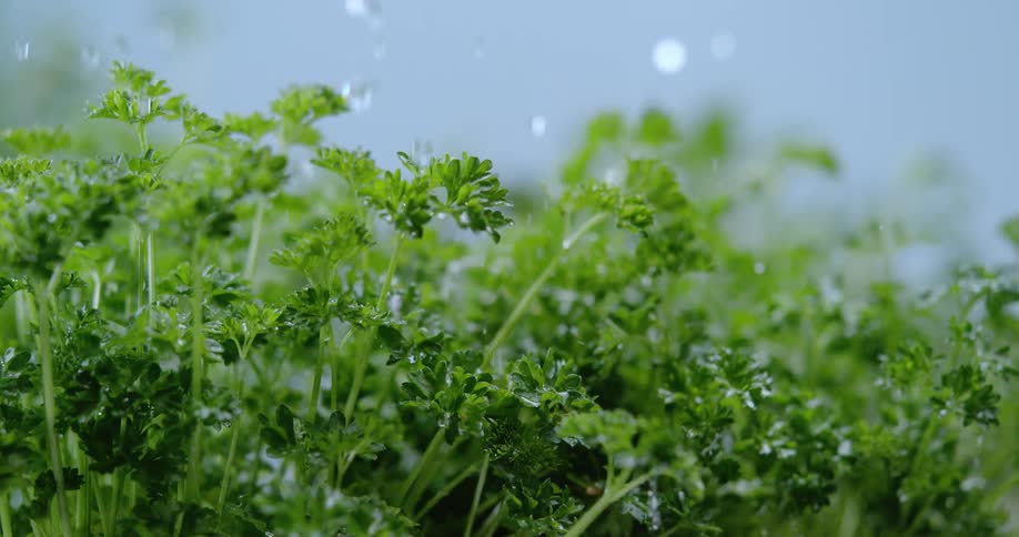 Water rains down upon a leafy green plant and splash upon its leafs