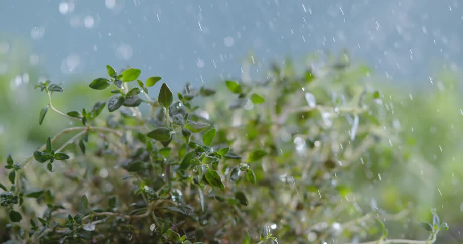 Drops of water fall onto the small leaves of a plant during the day