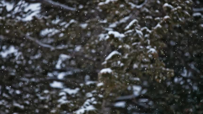 Snow falls on tree branches