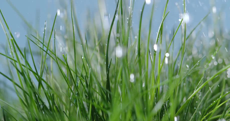 A view of rain falling down on grass