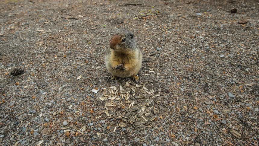 A chipmunk eating sunflower seeds