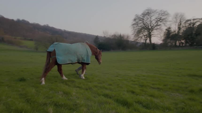 A person leads a horse on the farm